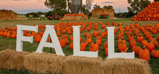 Pumpkins - Gourds - Fall Decor - Texas